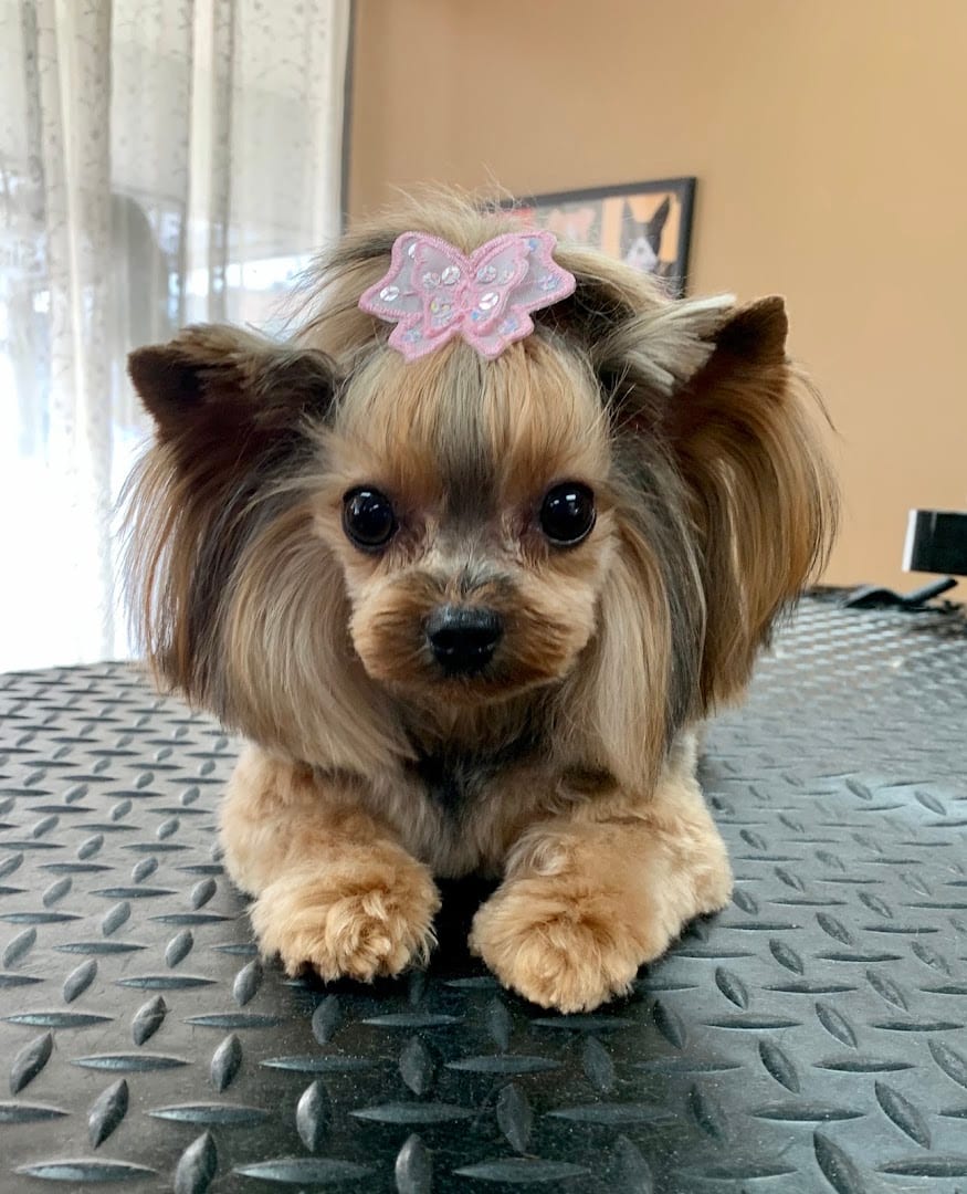 K-9 Design Grooming Salon