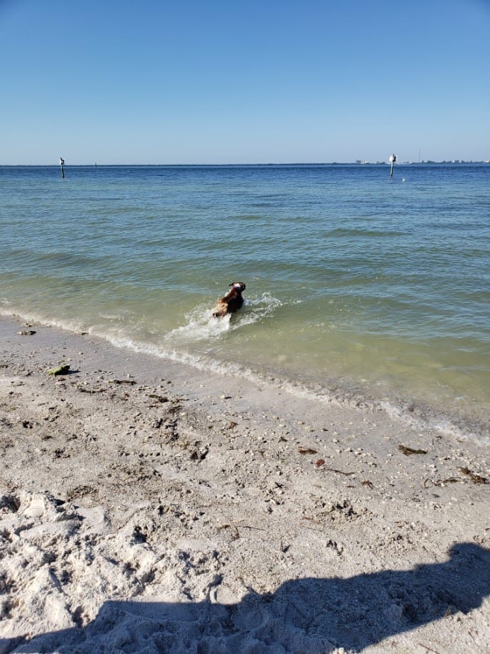 Dog Beach at Picnic Island Park, photo 3