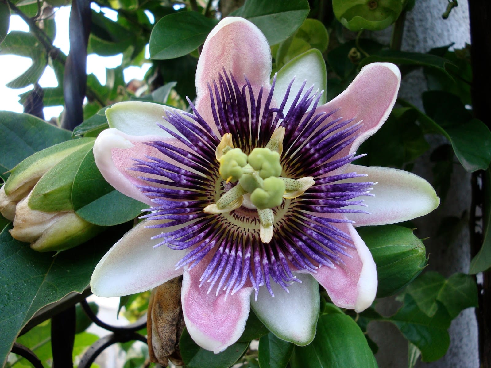 Soma Practitioner, Massage Therapist