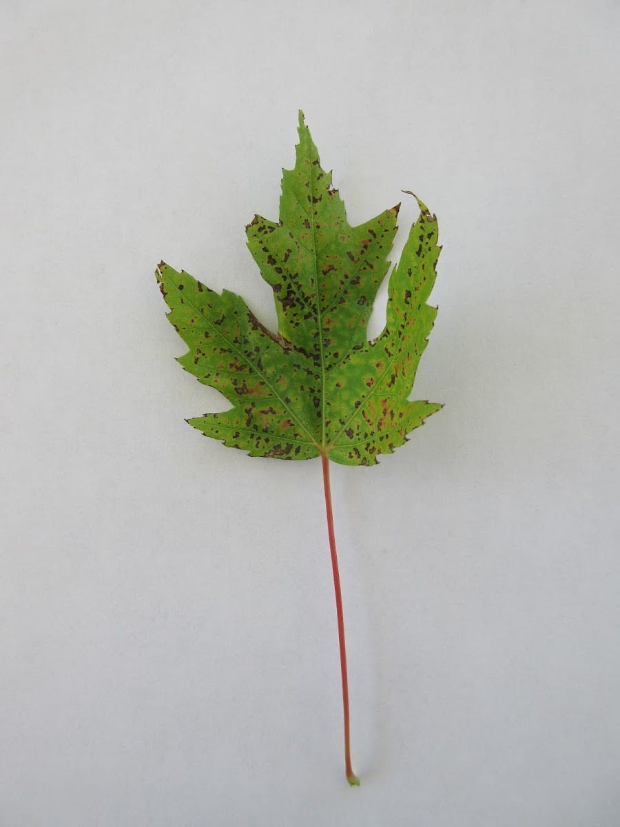 Tree Budz, photo 3