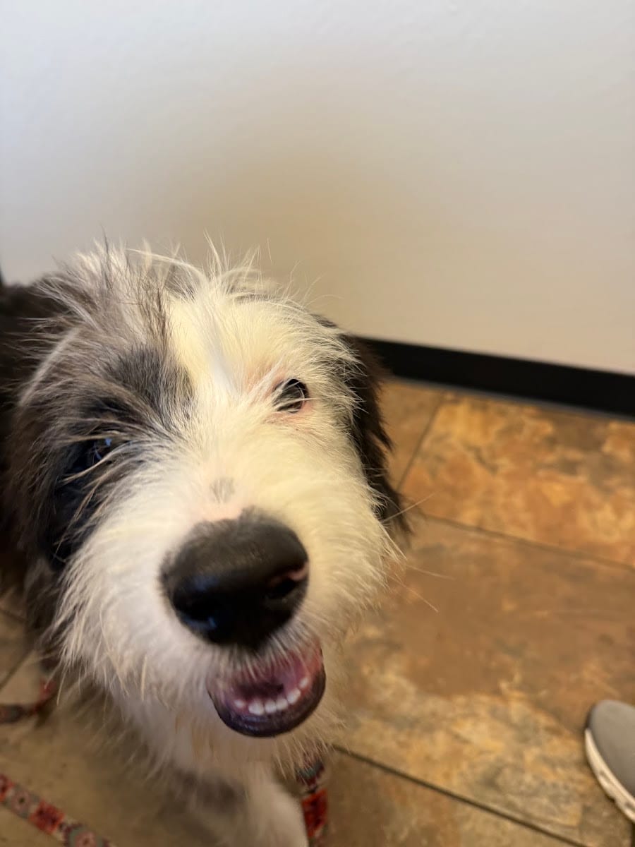 Scottsdale Veterinary Clinic Dental & Surgery Center