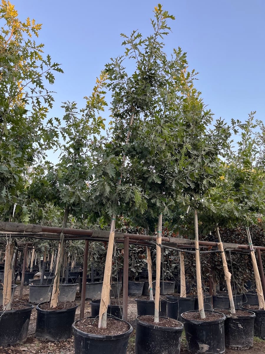 Héctor’s tree oaks, photo 3