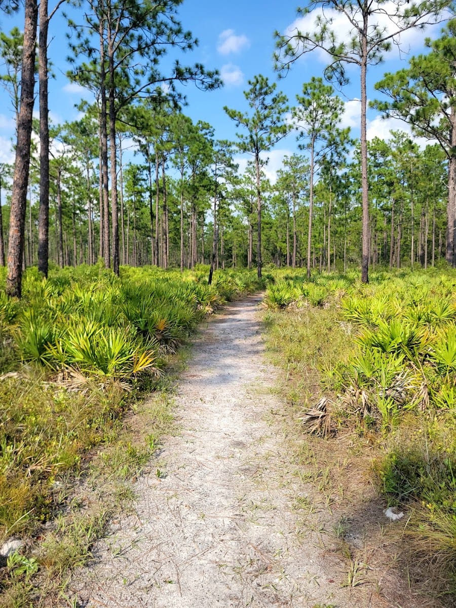 Jennings State Forest