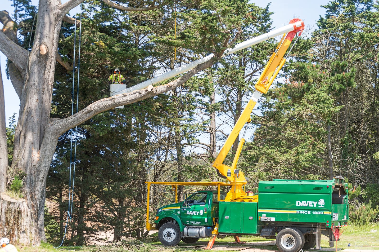 The Davey Tree Expert Company, photo 2