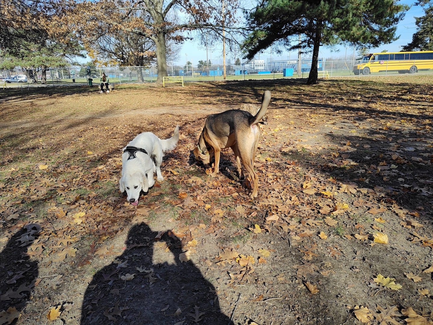 Home Run Dog Park, photo 4