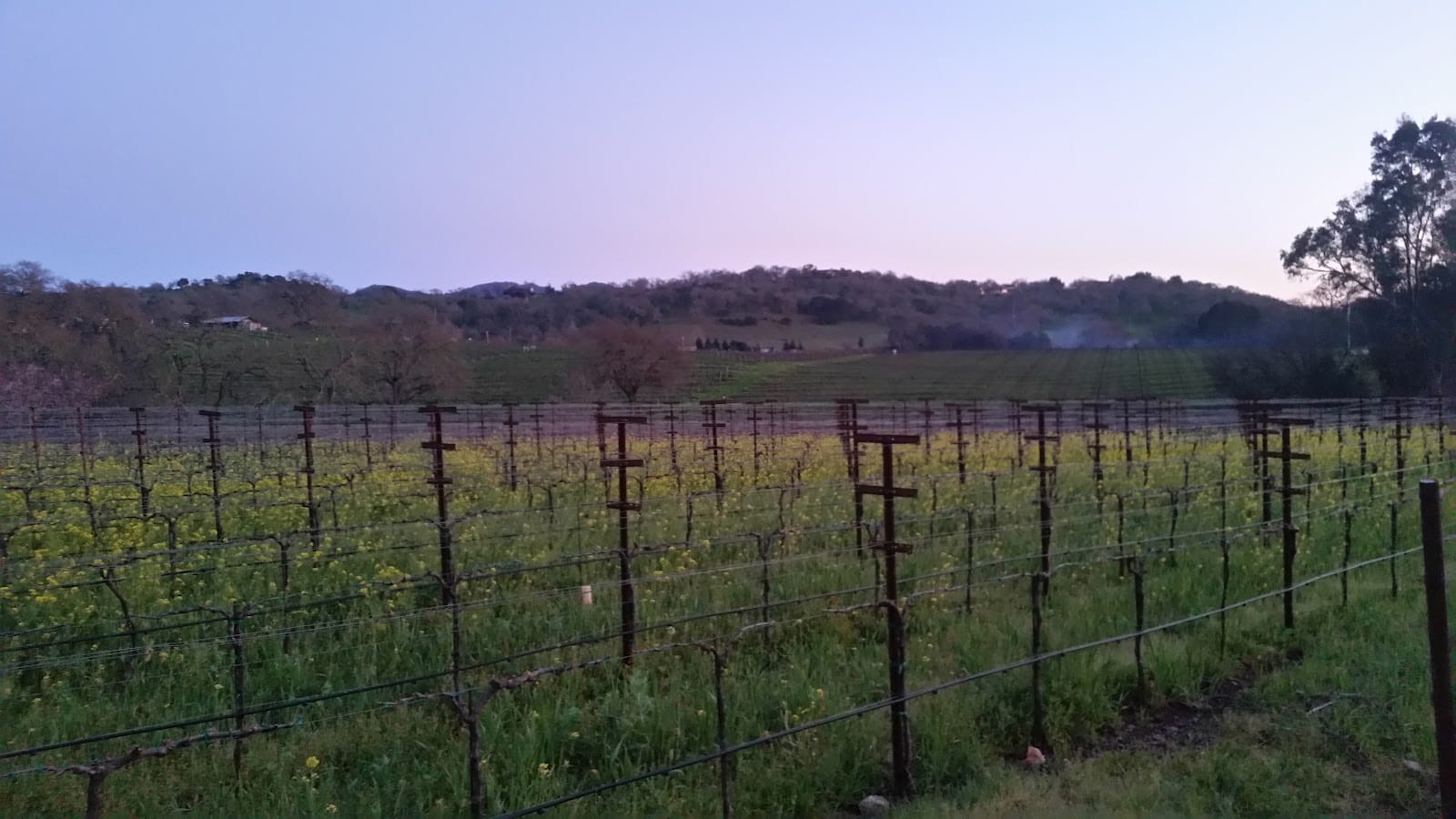 Arrow&Branch Winery, photo 4