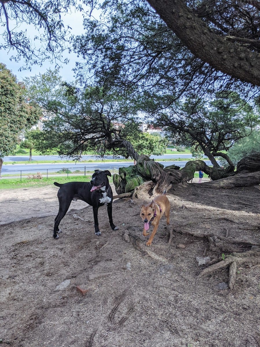 Brotherhood & Alemany Dog Play Area