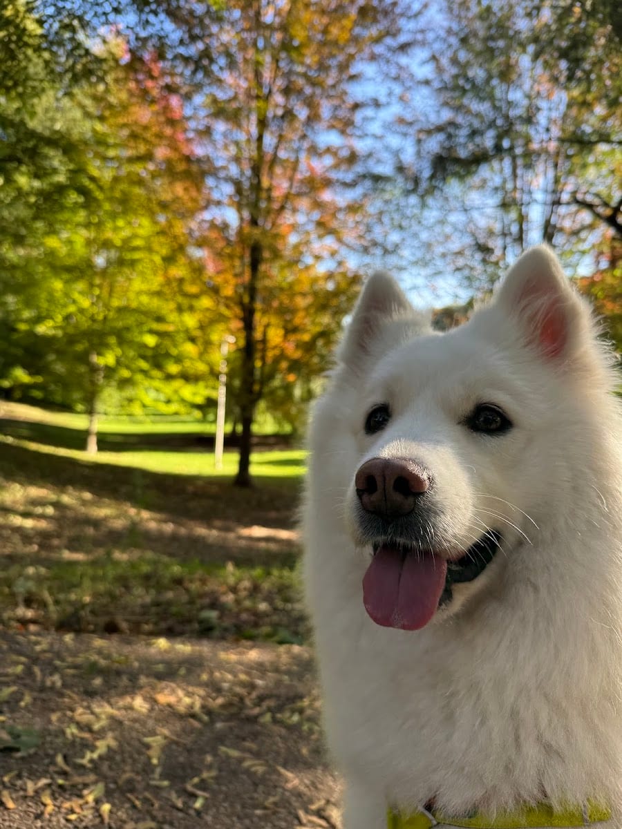 Bickford Park Dog Park, photo 3