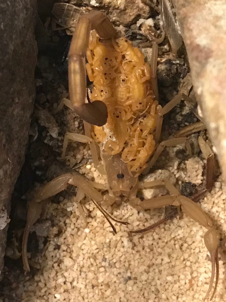 Hatch Pest Control, photo 2