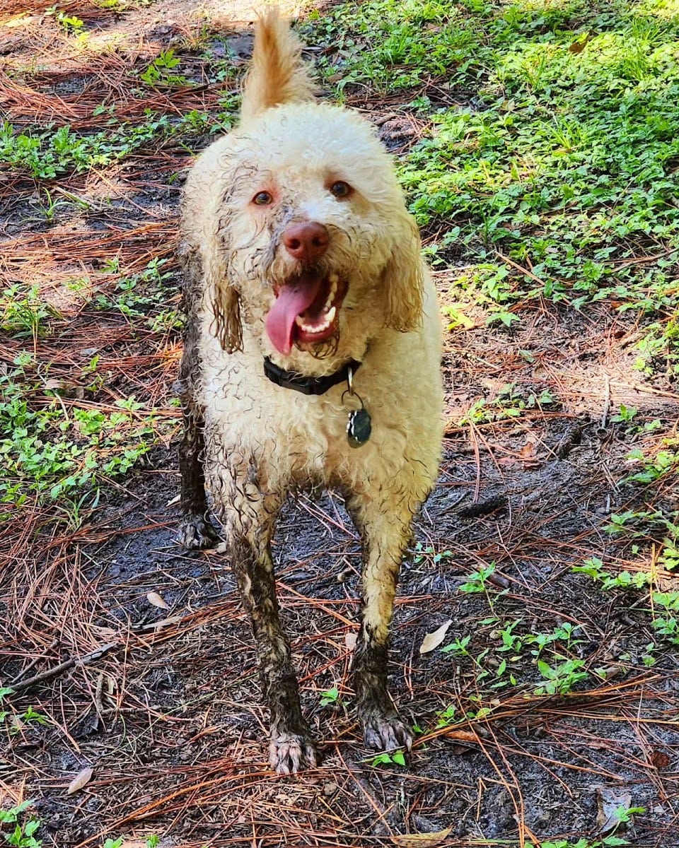 New Tampa Rotary Dog Park