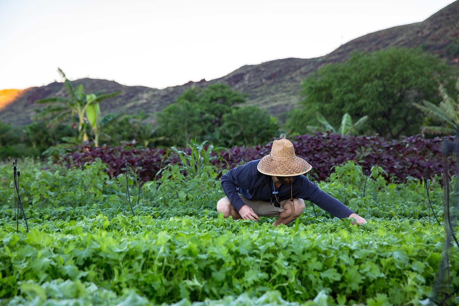 Farm Tours at Kahumana Organic Farms & Cafe, photo 2