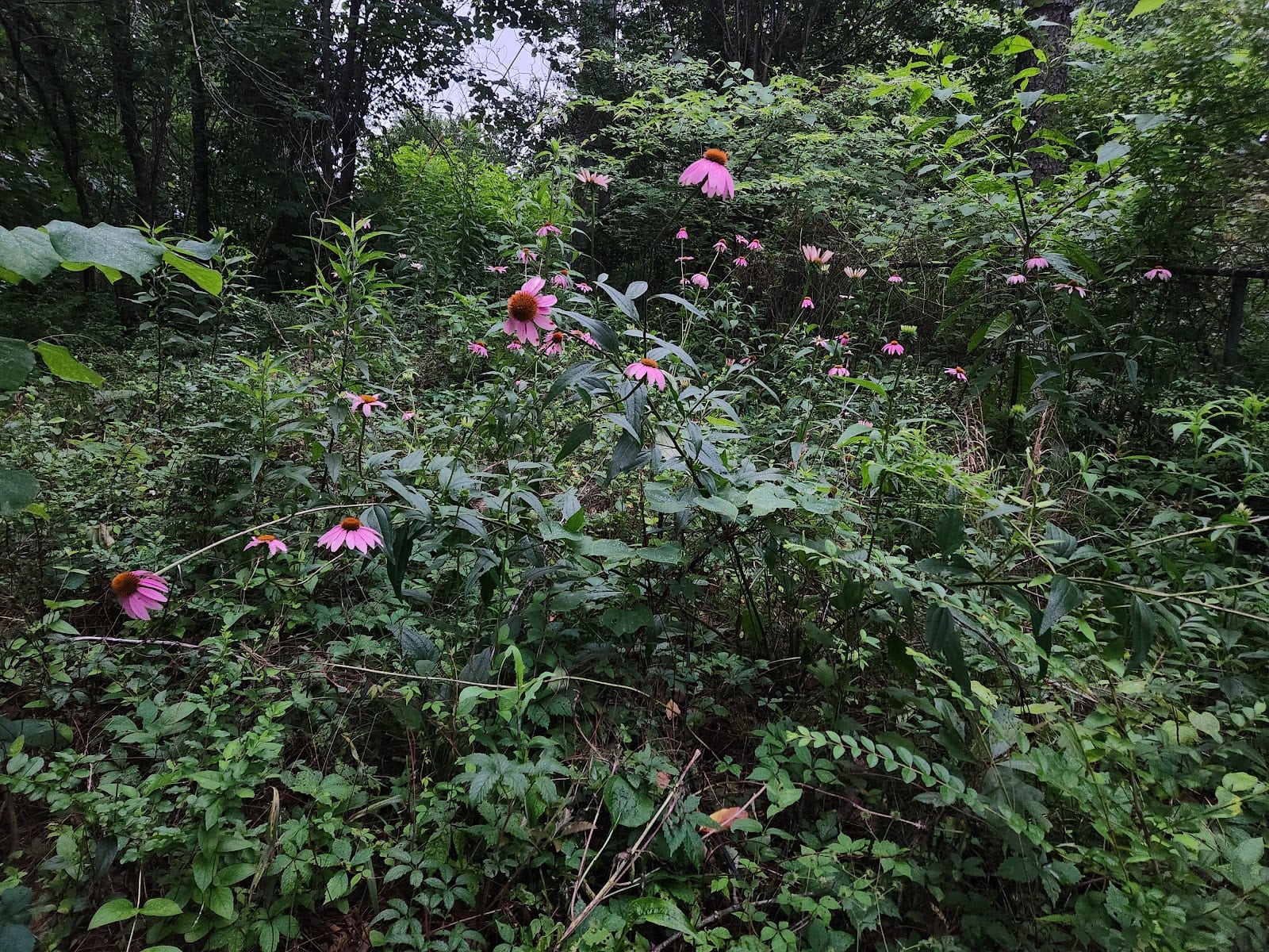 Echo Valley Neighborhood Park, photo 2