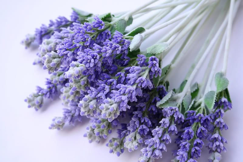 Lavender Hair Salon & Shoppe, photo 2