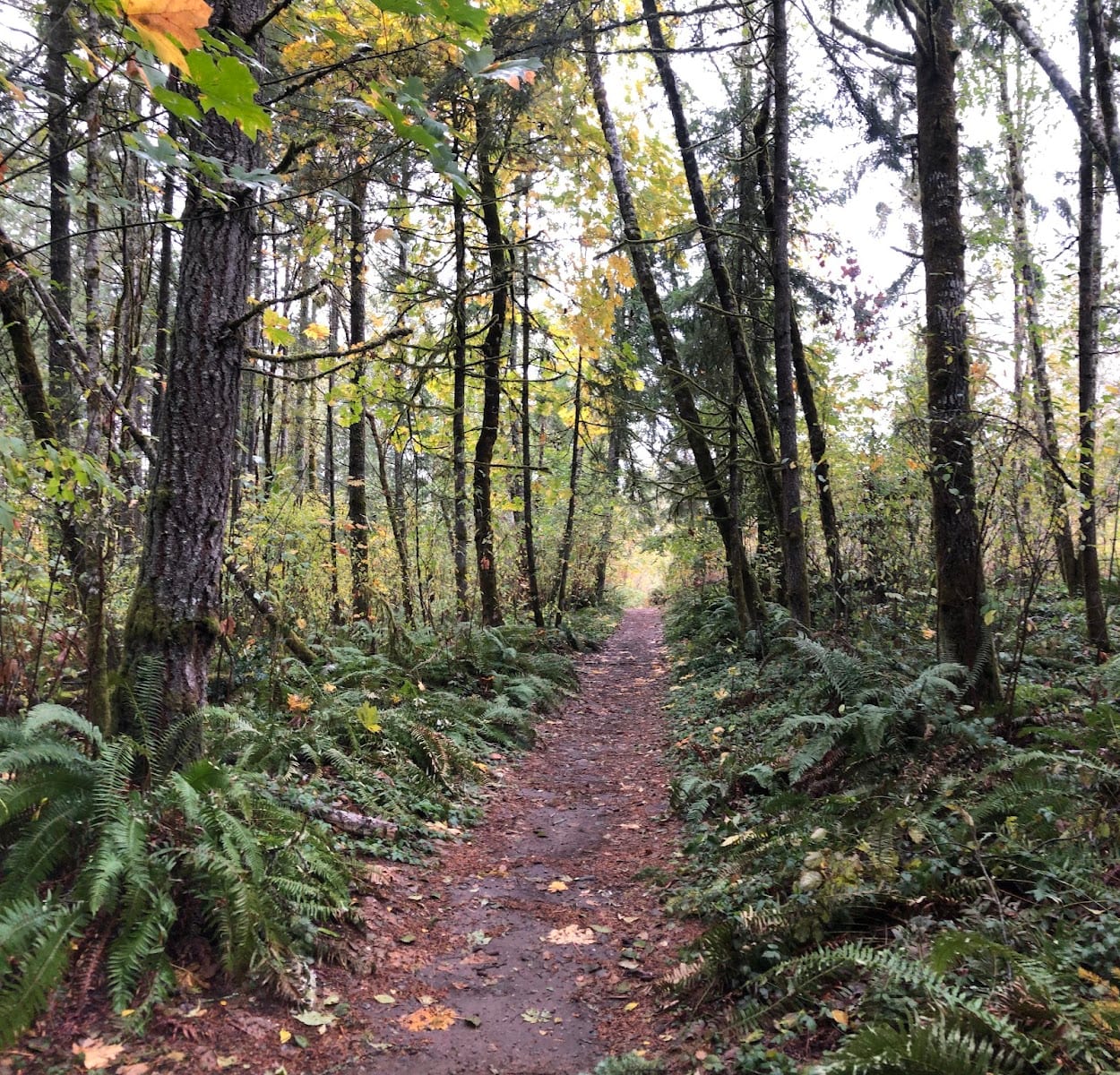 LBA Woods, photo 3