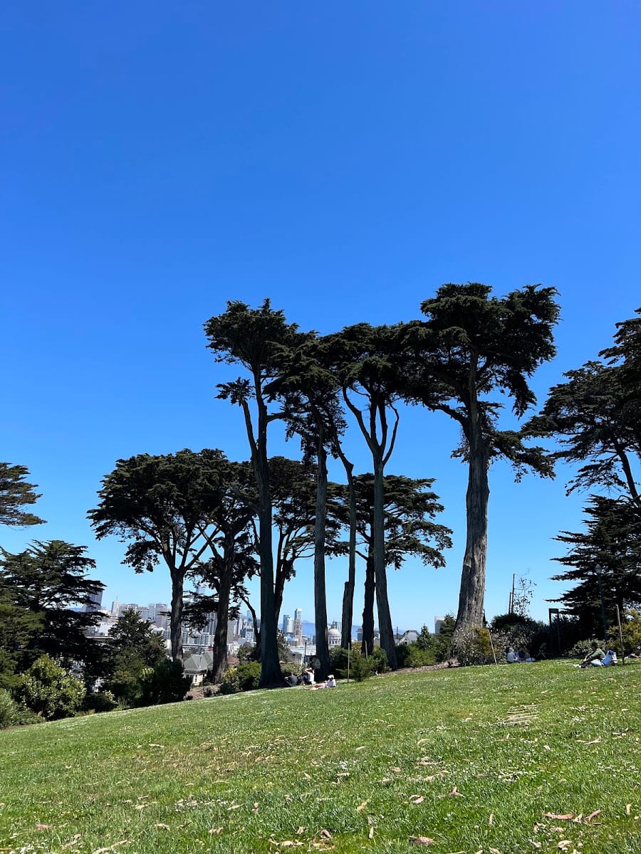 Alamo Square Dog Play Area