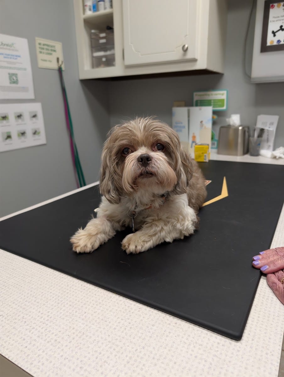 Companion Animal Care