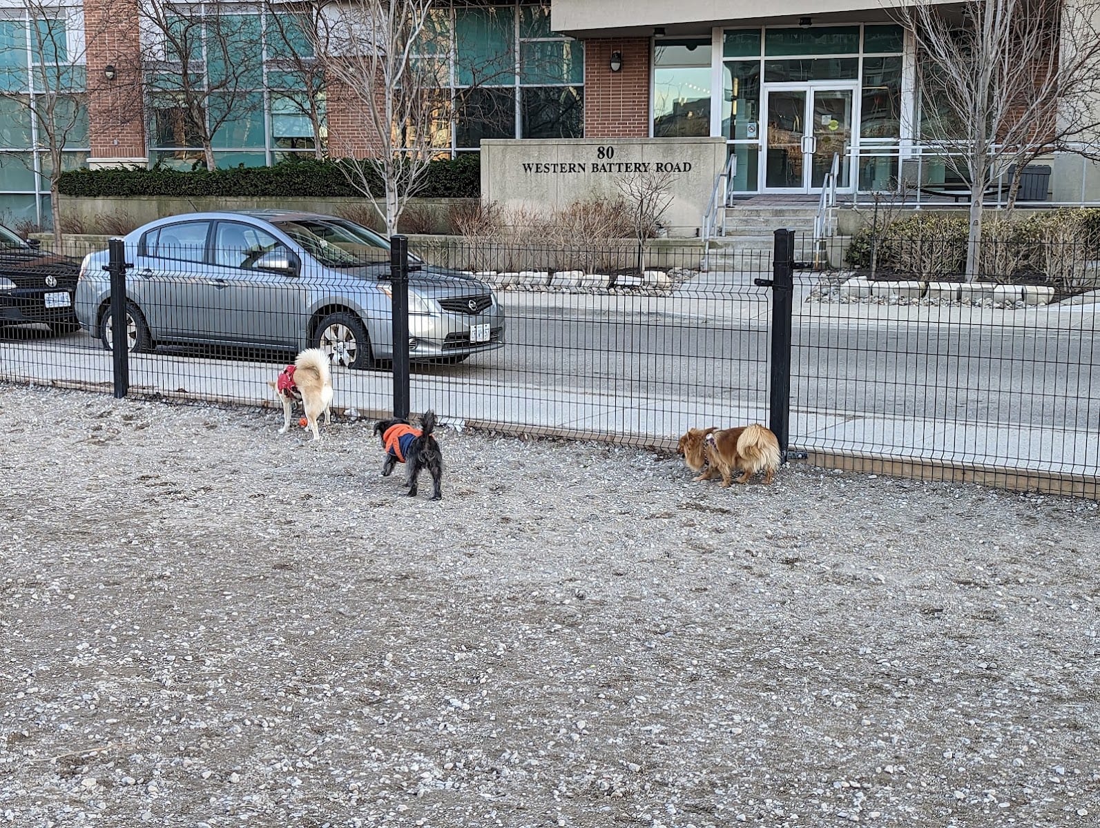 Liberty Village Dog Park, photo 3