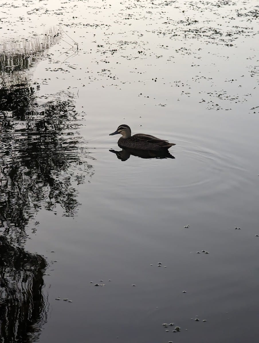 Northview Park, photo 2