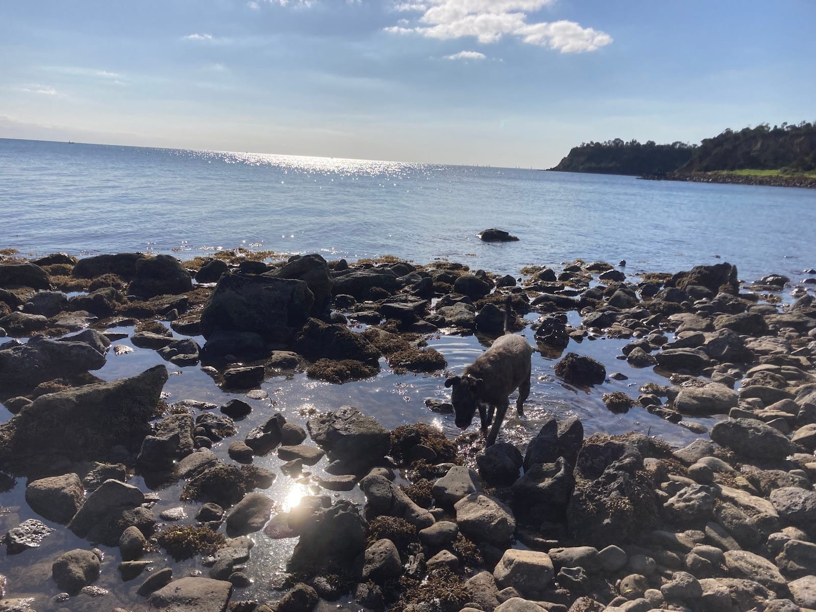 Fossil Beach Dog Off Leash Area