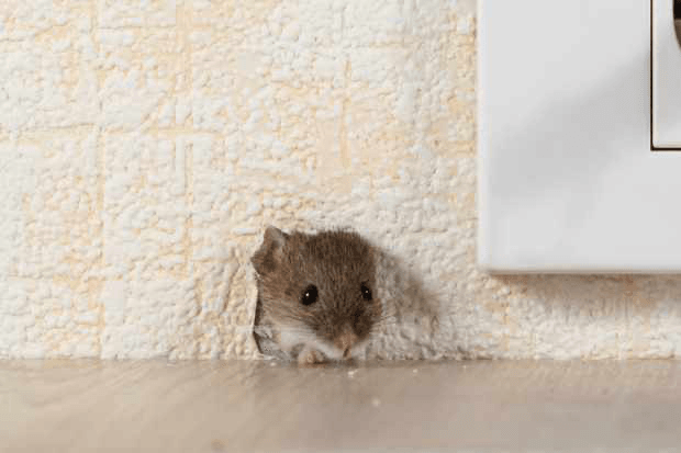 Big Toms Pest Control, photo 4