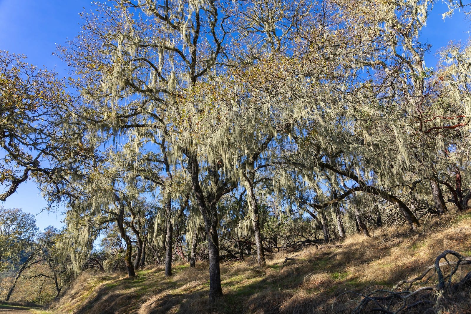 Shoreline Trailhead