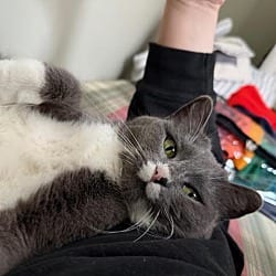 Miss Girl — Fairy Tails Rescue