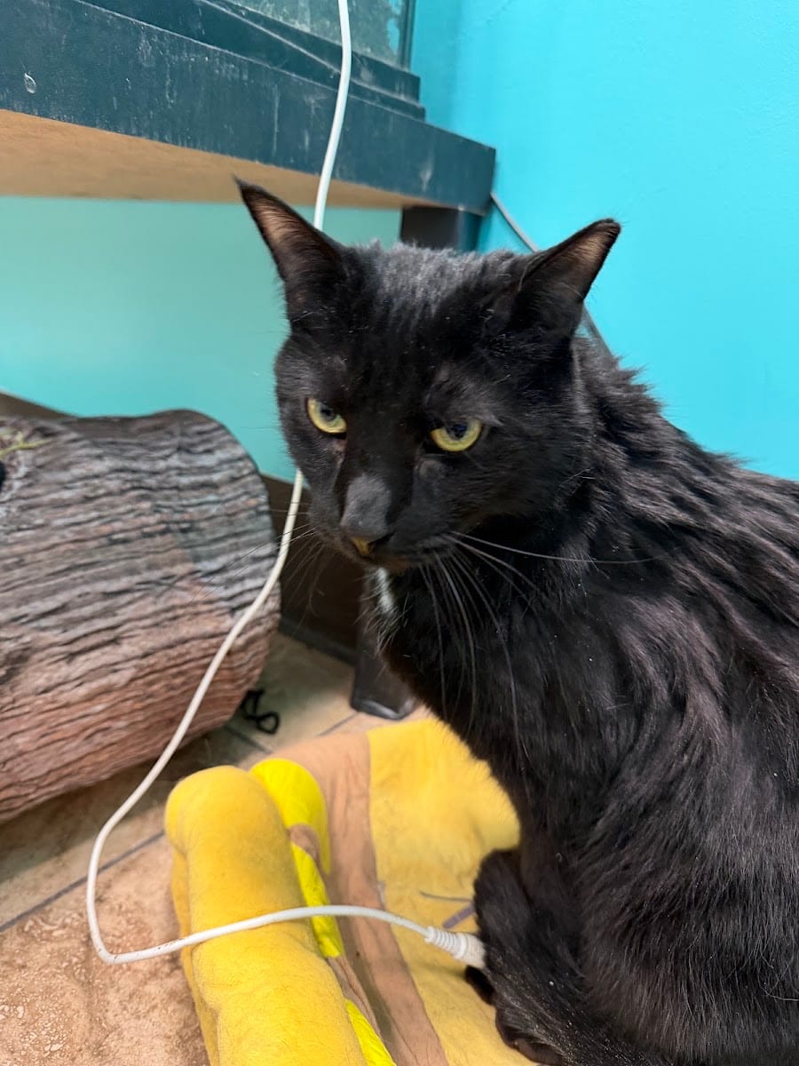 The Pawsitive Cat Cafe, photo 3