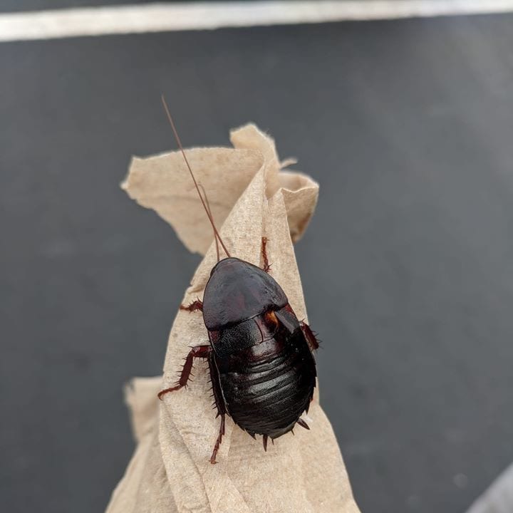 Anchor Services Termite & Pest Control, photo 3
