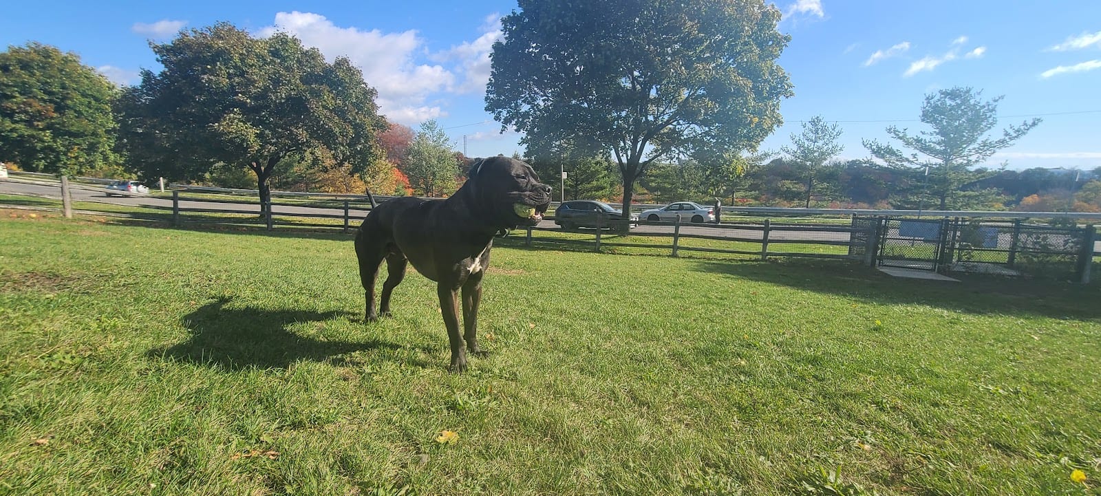 Linkwood Lane Dog Park