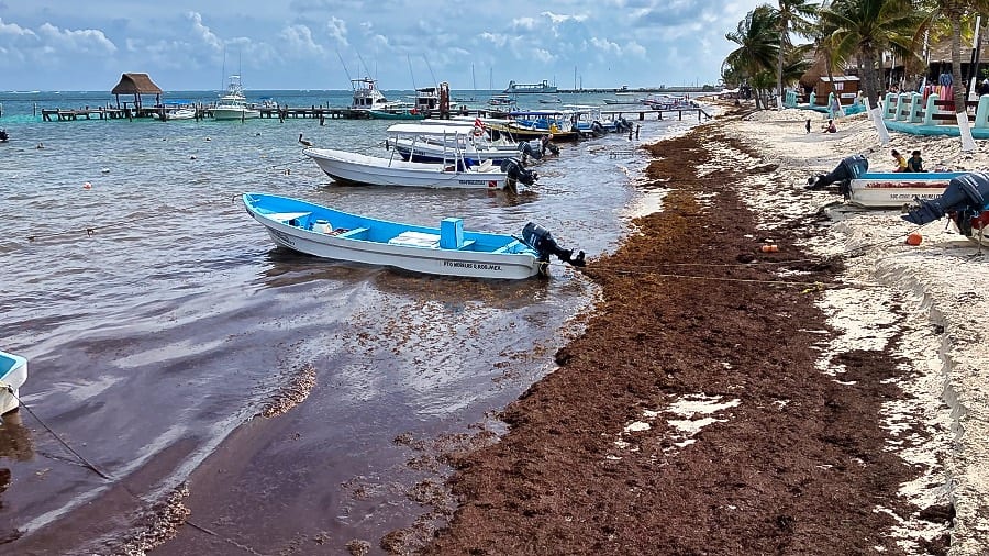 Worst Sargassum Season on Record Is Finally Retreating From Mexico's Caribbean Coast