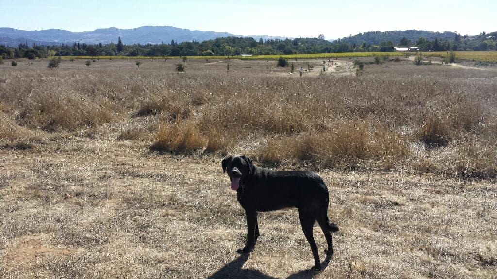 Alston Park Off-Leash Dog Area