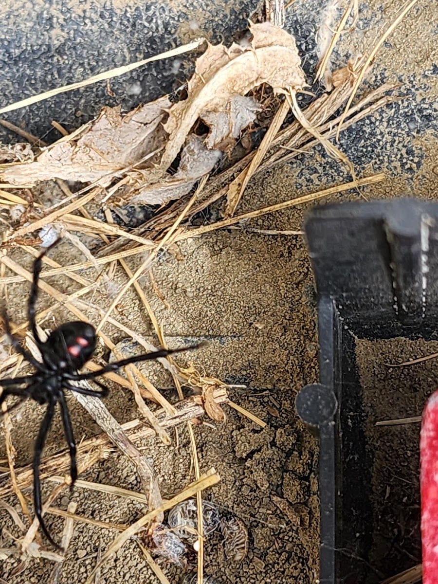 Bartling Pest Control, photo 4