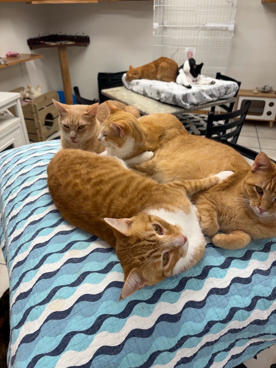 Salty Cat Cafe