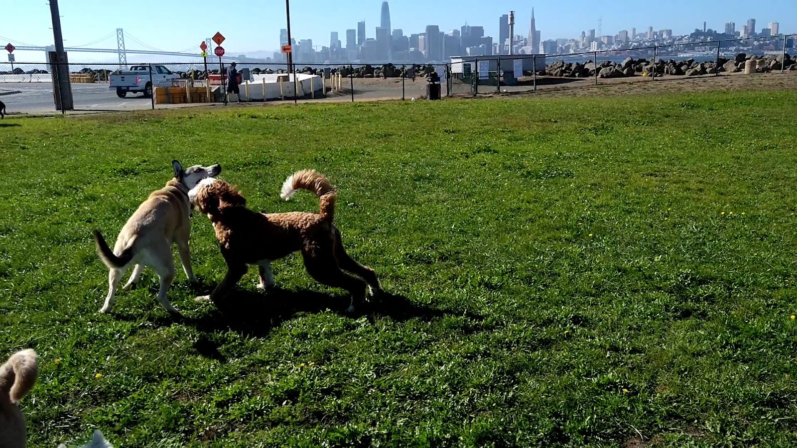 Treasure Island Dog Park, photo 3