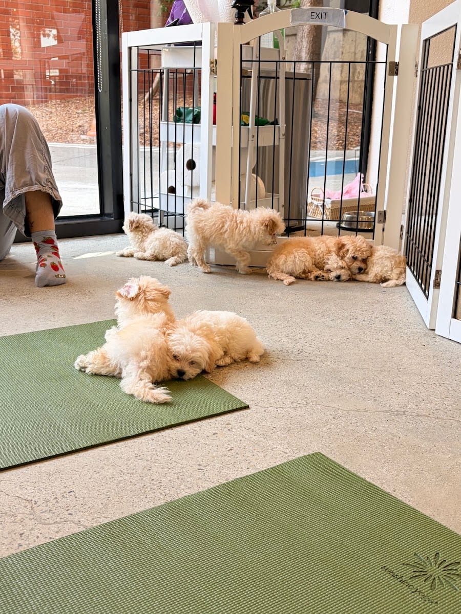 Puppy Yoga San Francisco - Pier 39 (Puppies Yoga)