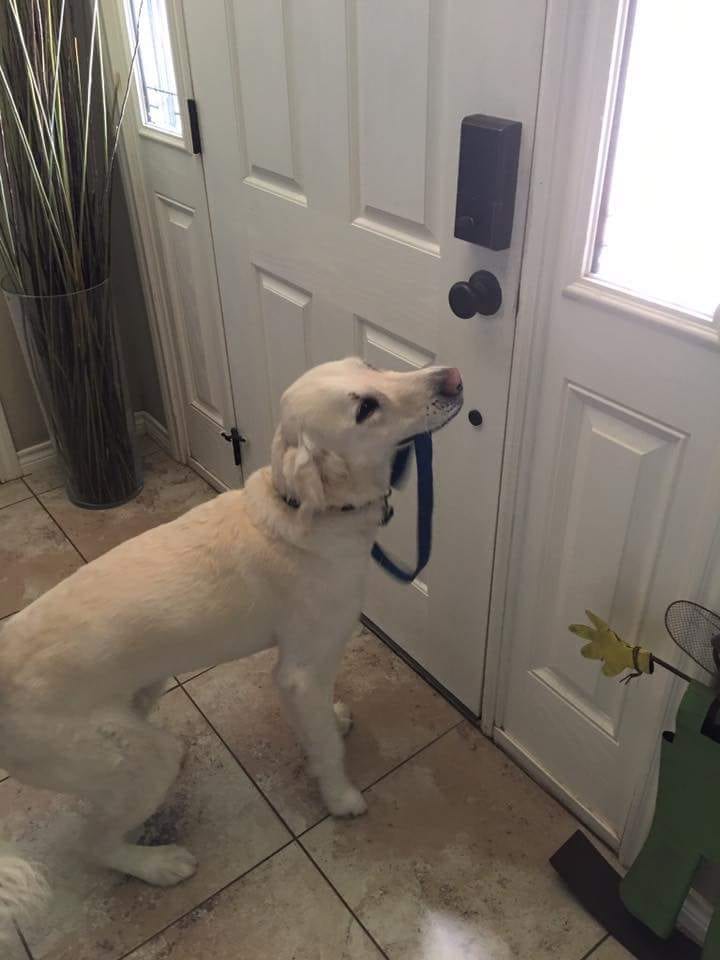 K9CareLBK, photo 2