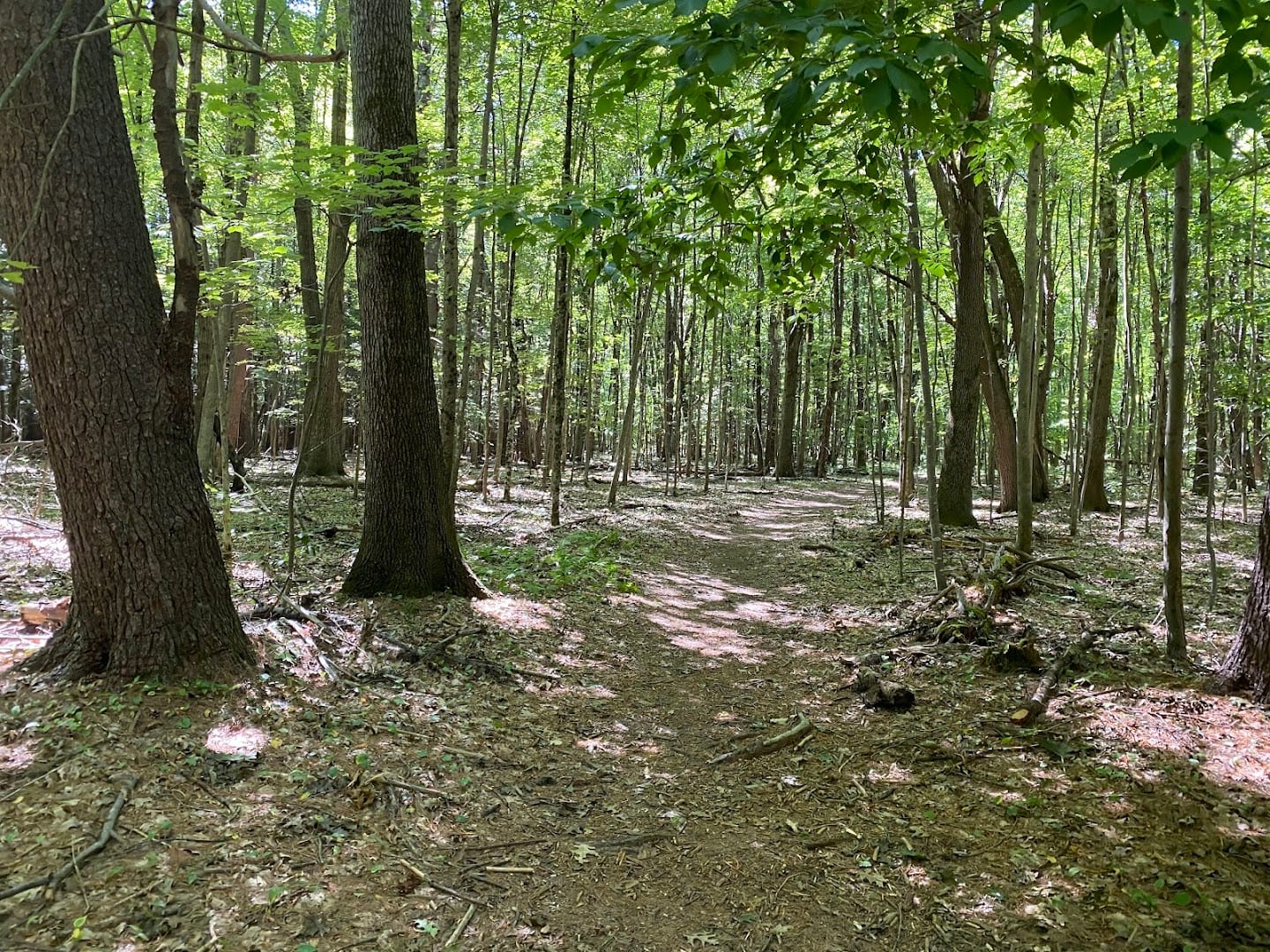 Butterfly trails, photo 2