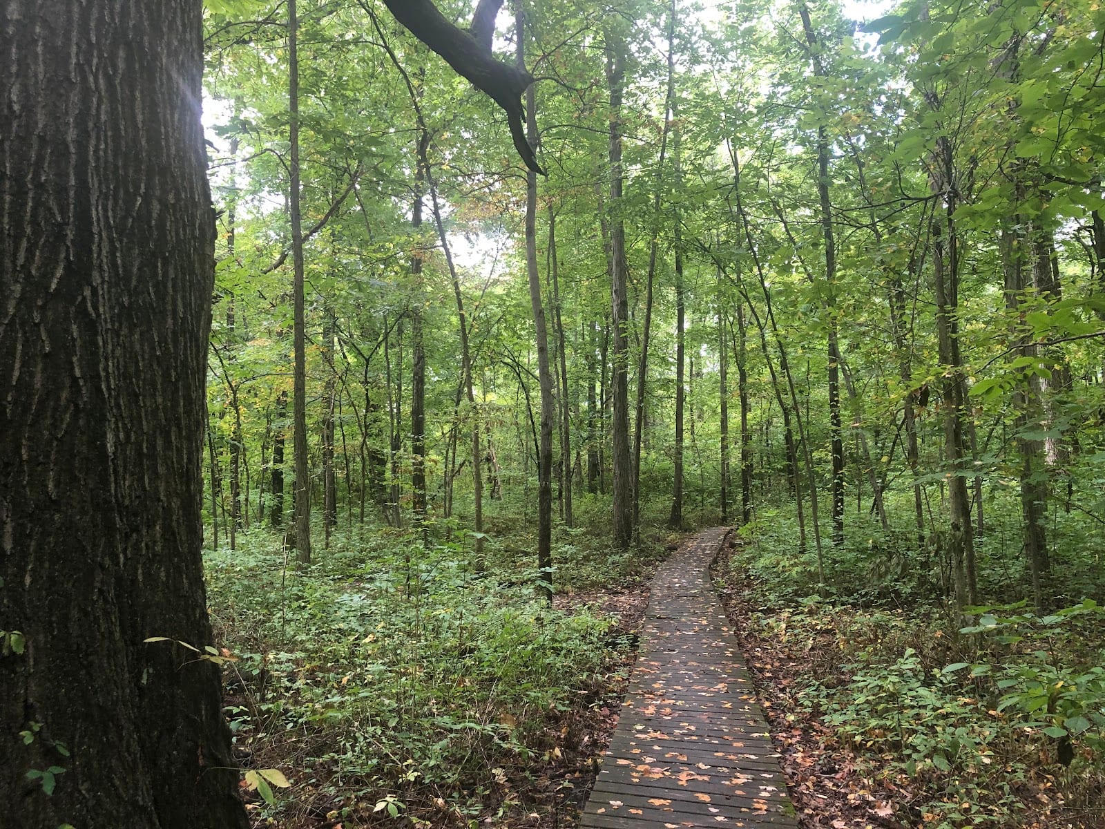 Mengerson Nature Reserve - ACRES Land Trust