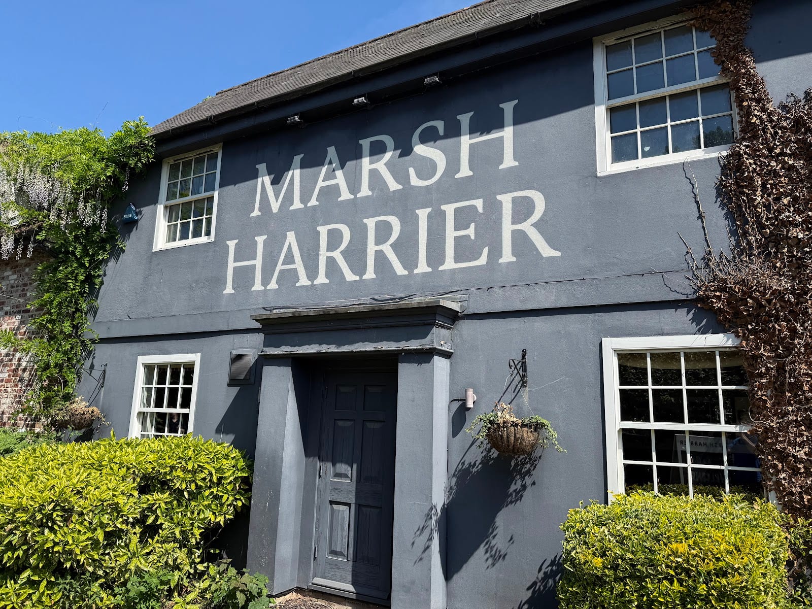 The Marsh Harrier, photo 3