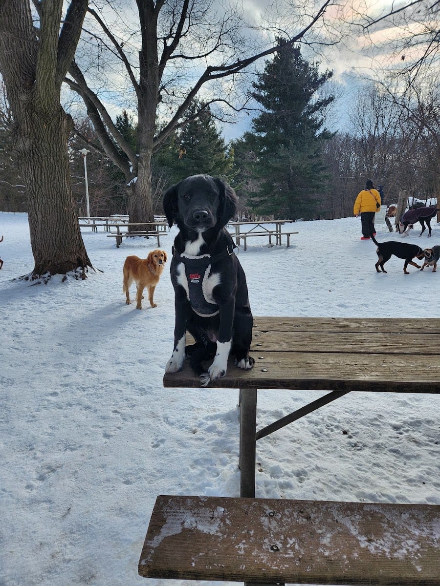 City Town Canine, photo 4