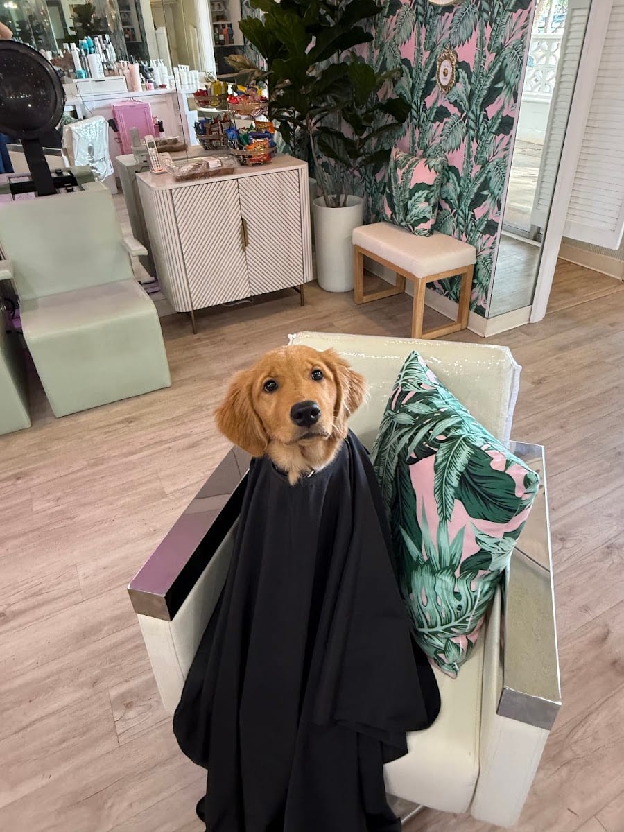 Salon at Kaimana, photo 2