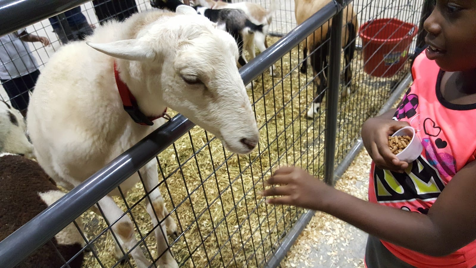 The Prince George's County Fair, photo 2