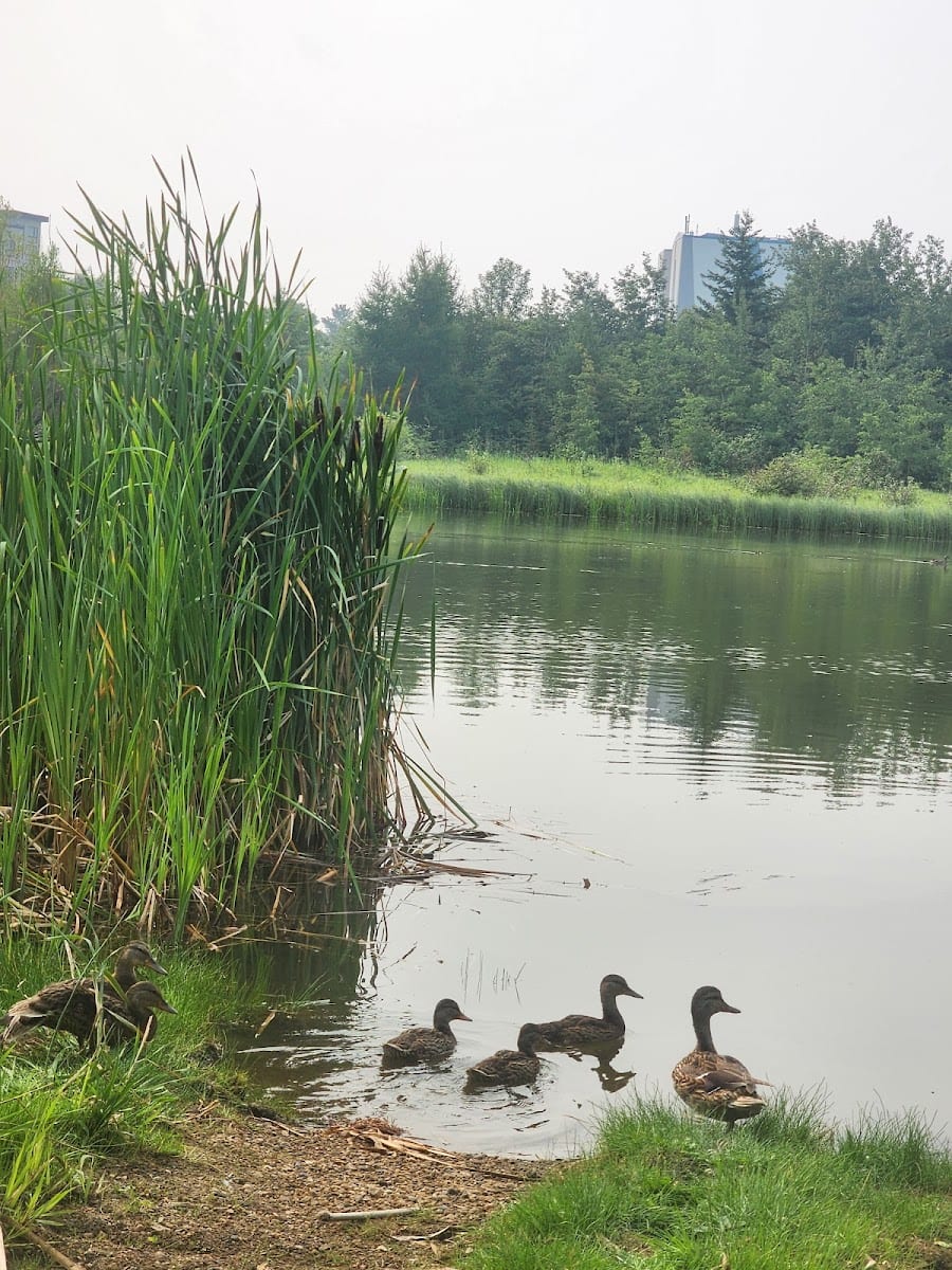 Broadmoor Lake Park, photo 3