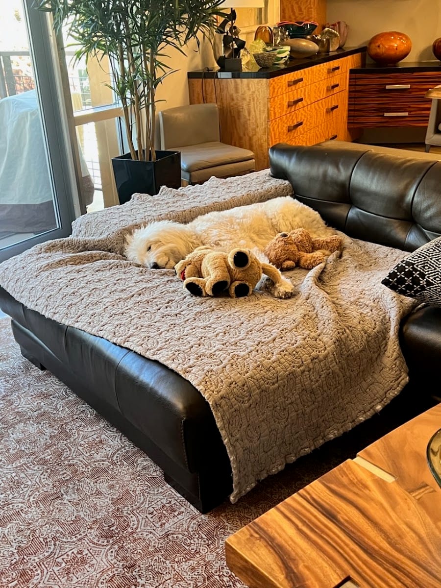 ANIMAL CHIROPRACTIC SCOTTSDALE