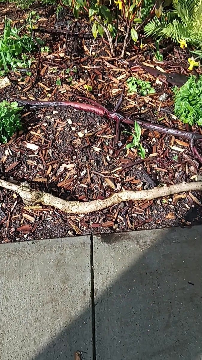 sfgardening.com, photo 3