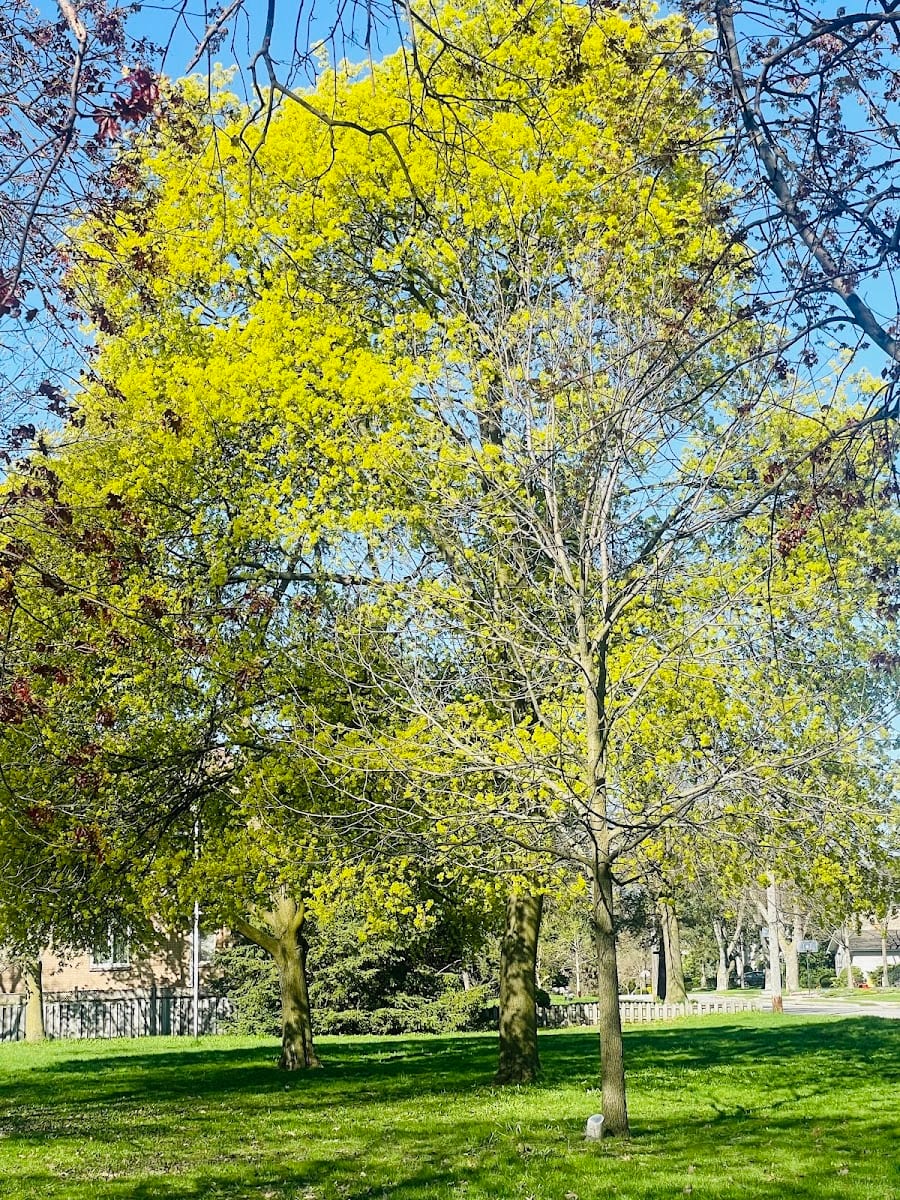 Parkview Park