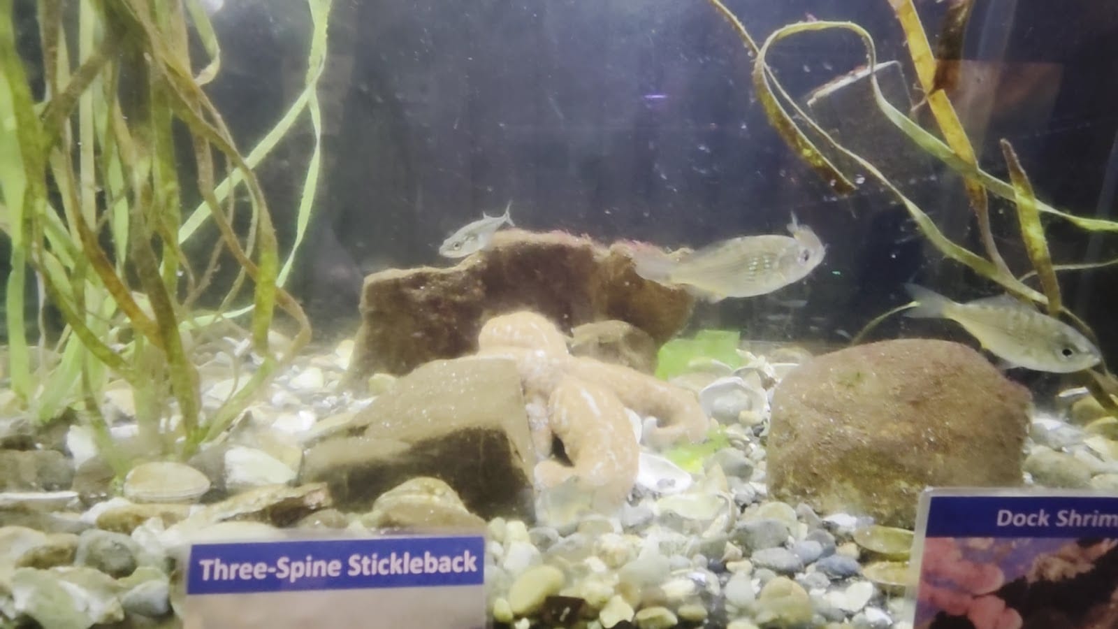 Puget Sound Estuarium, photo 3
