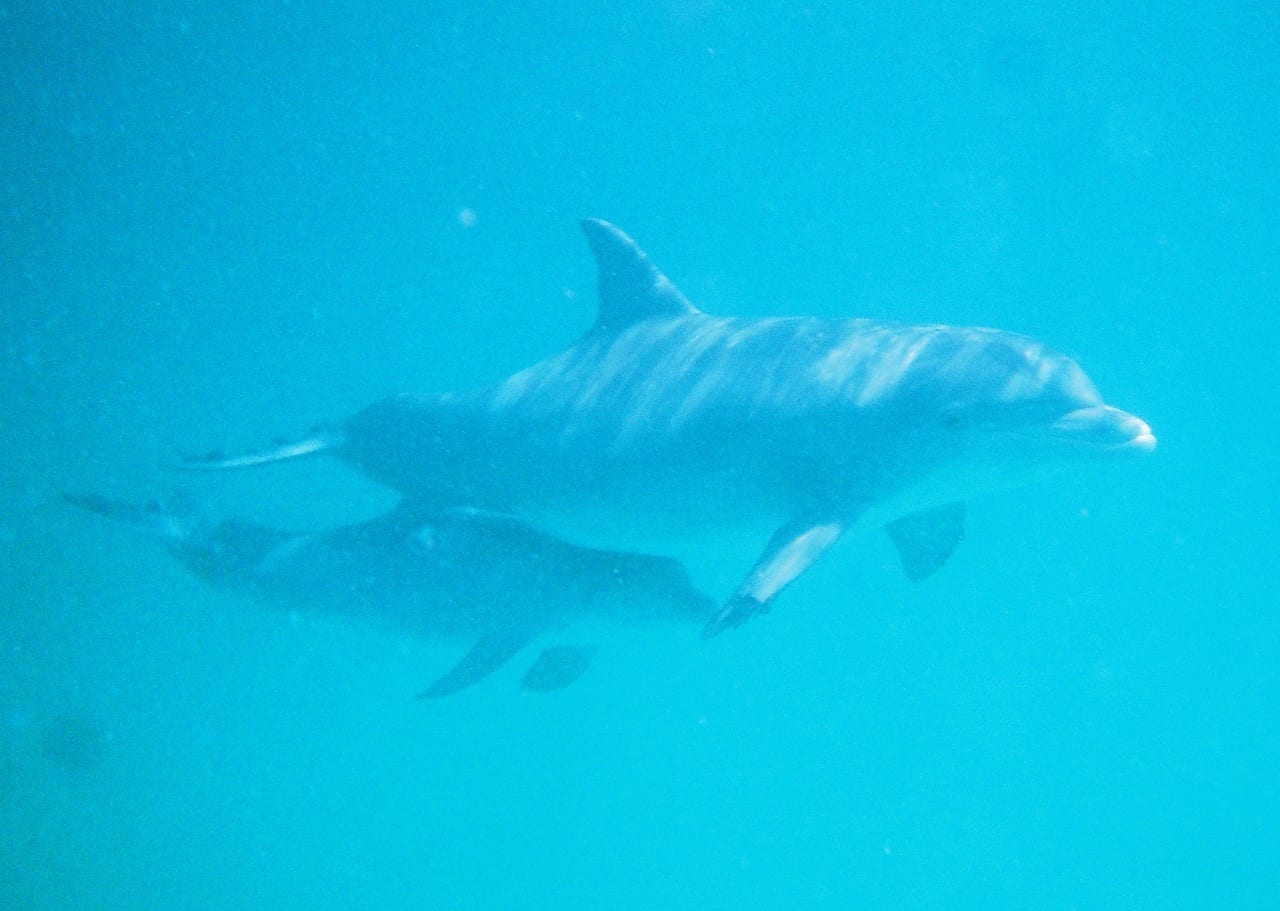 Panama City Beach Dolphin Tours & More, photo 2