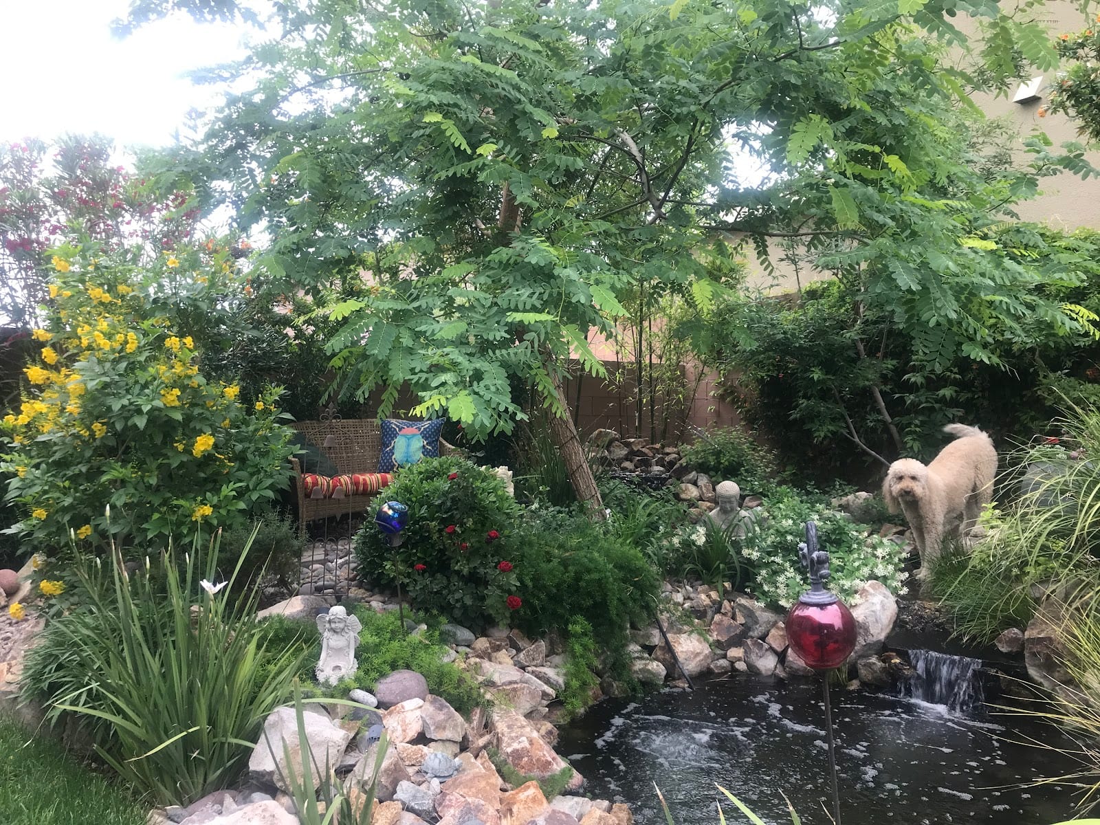 KOI & WATER GARDENS