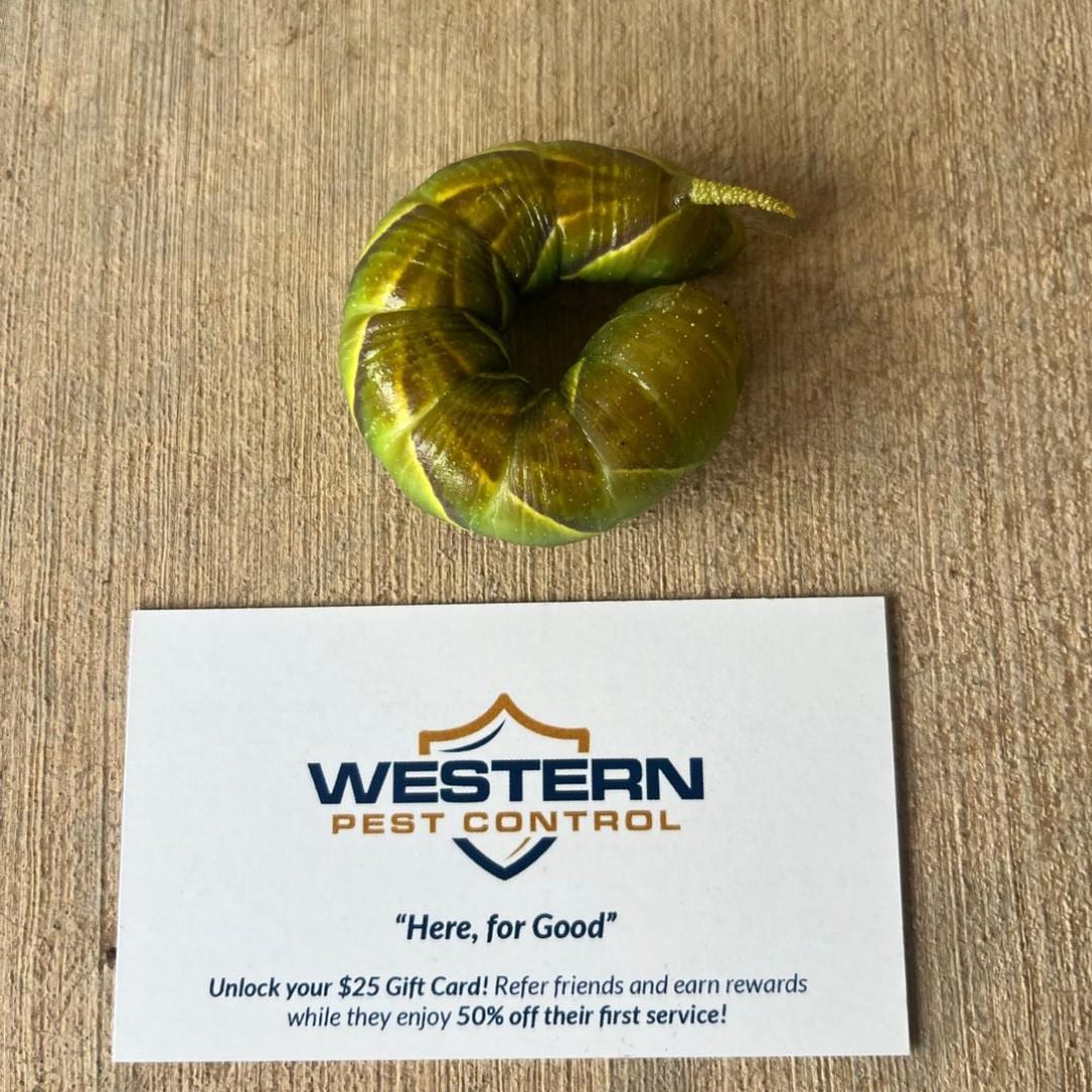 Western Pest Control, photo 4